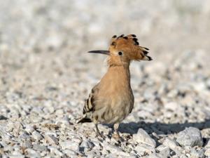 Radovednost_Marjan Cigoj